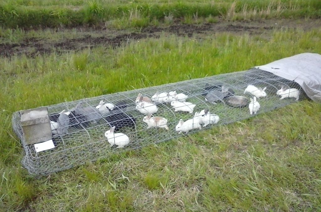 Contentment Acres Cheap, Light, Quick to Build, Easy to Move Rabbit