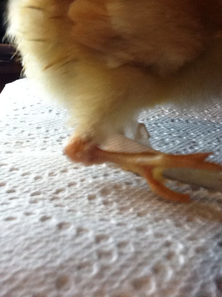 Help! Chick with broken leg? .Should I just let it heal?..Pictures