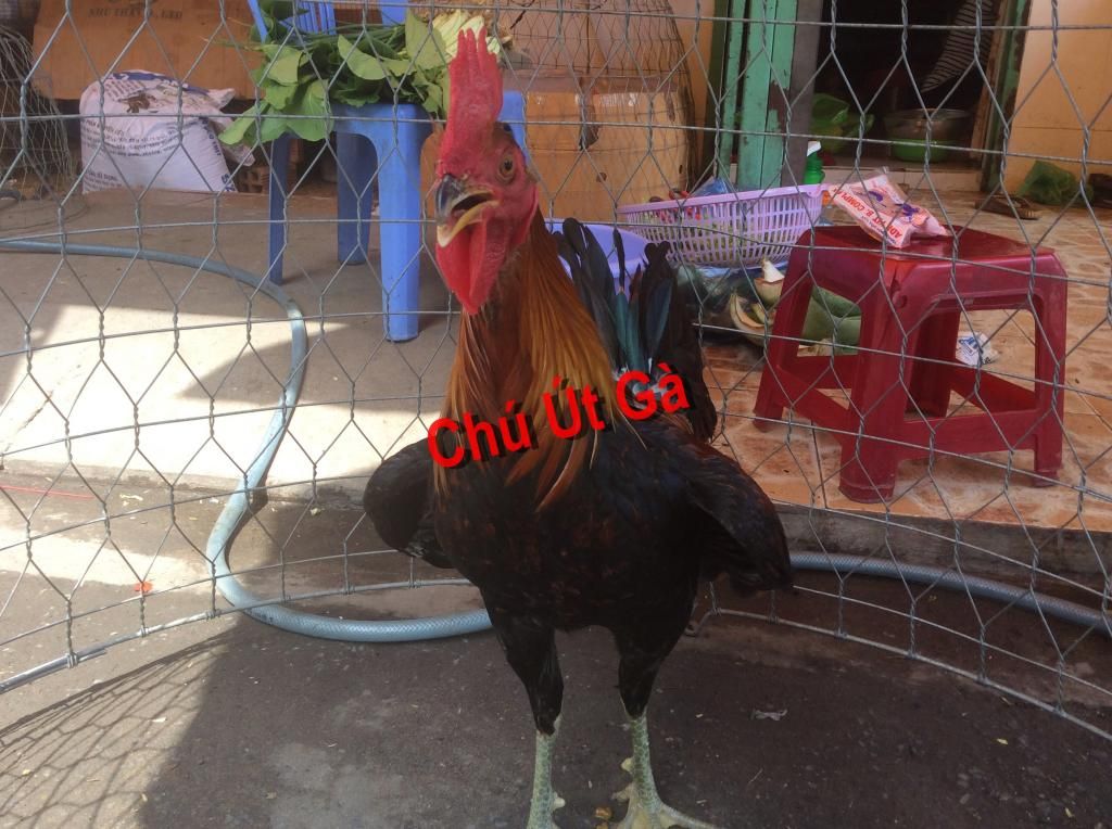 Tre lai ZIN tới tuổi ra trường - Có clip sổ - Update thường xuyên