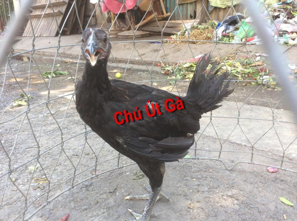 Tre lai ZIN tới tuổi ra trường - Có clip sổ - Update thường xuyên - 1