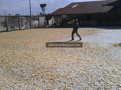 dikeringkan secara tradisional menggunakan sinar matahari