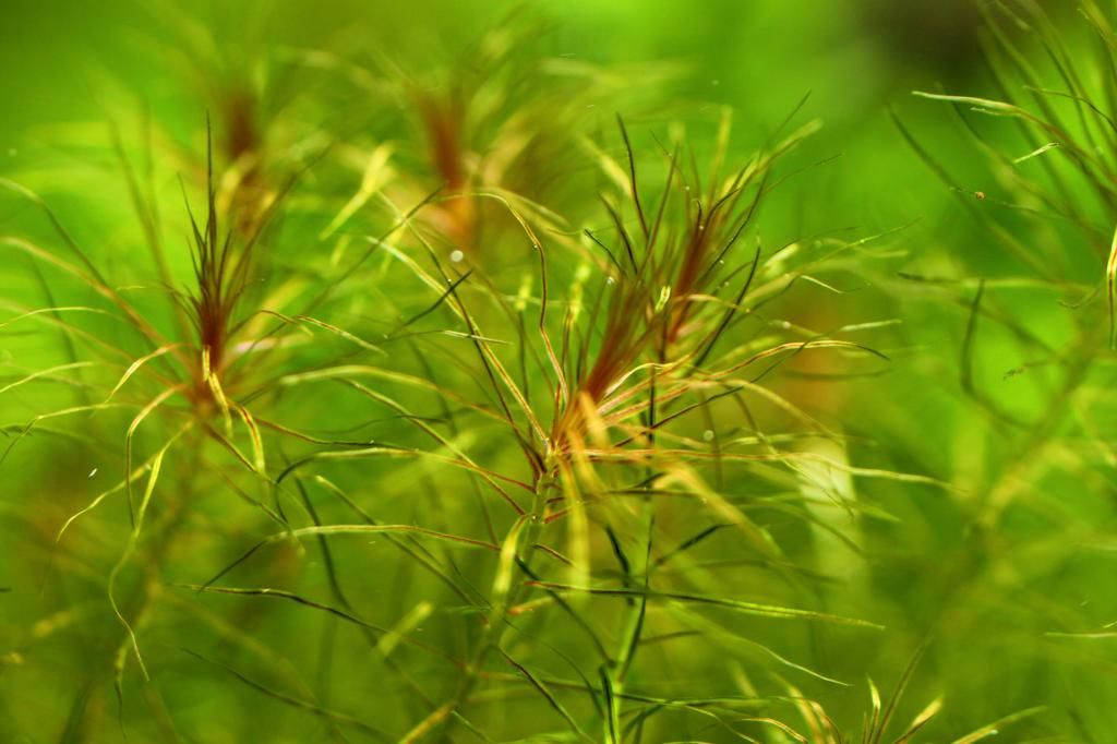 Plant Package 25 shipped Aquatic Plant Forum