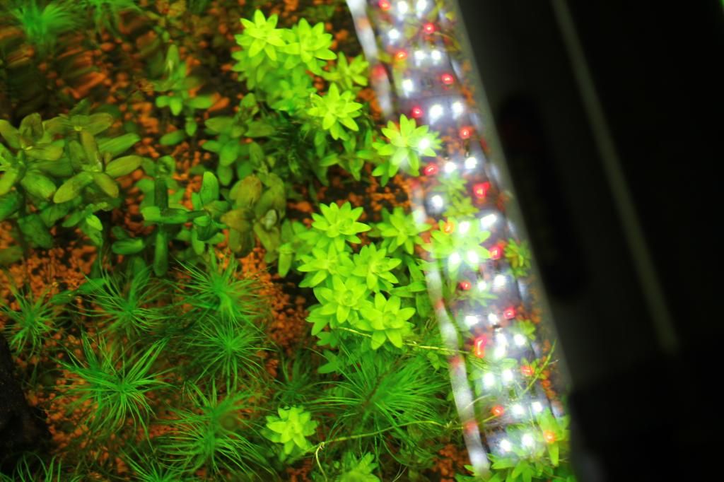 Plant Package 25 shipped Aquatic Plant Forum