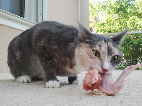 Can cats eat chicken bones?