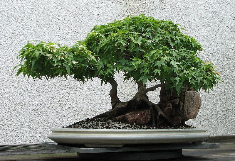 Make Your Own Bonsai Resourses Pakistan Gardening Forum