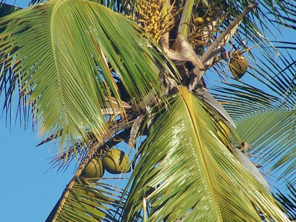 Coconut Tree Pictures, Images and Photos