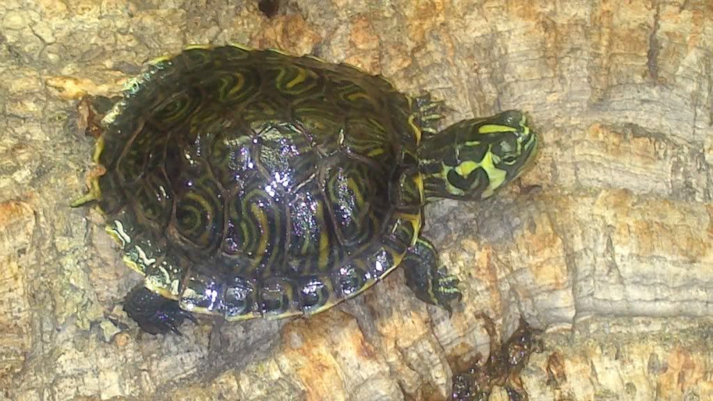 can turtles bask too much? Reptile Forums