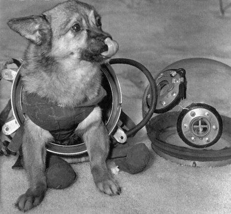 1950s-1960s: Dog Sopace Suits photo 55_zpscdb73795.jpg