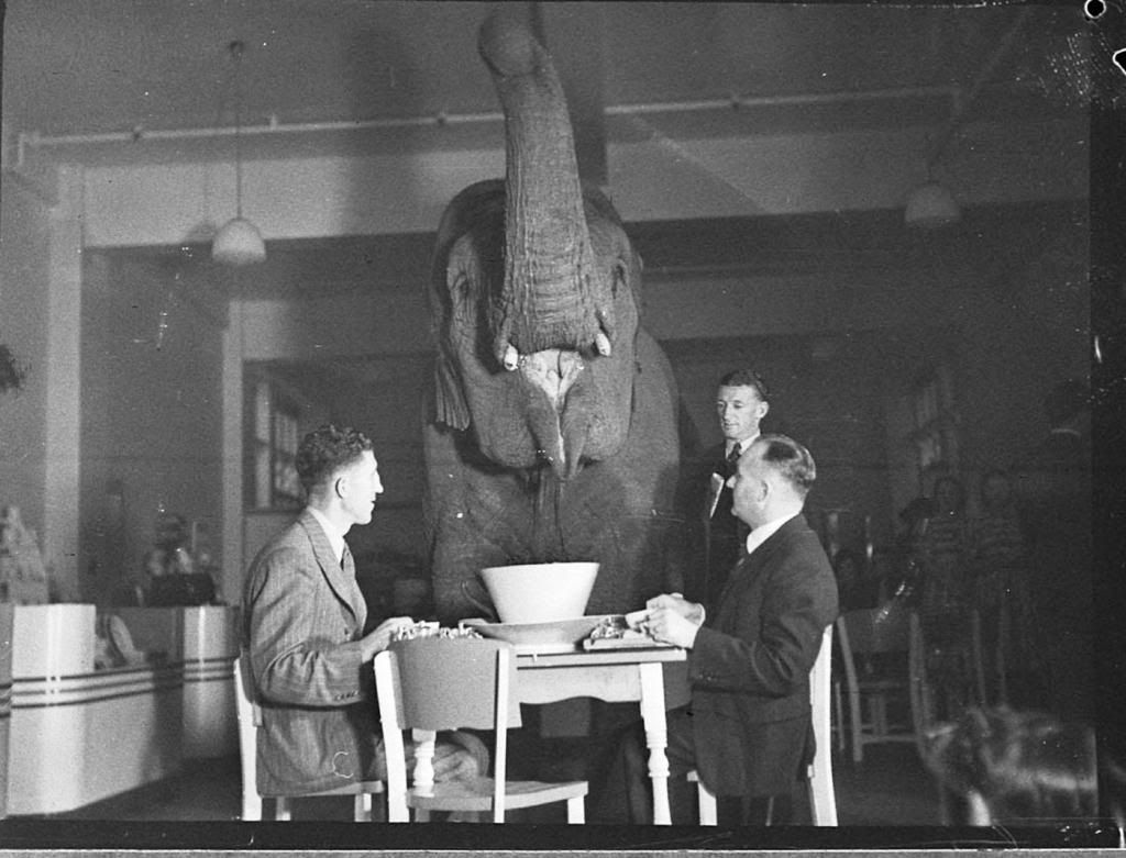 1939: Elephant tea party photo Elephant-teaparty-1_zps47aabc6f.jpg
