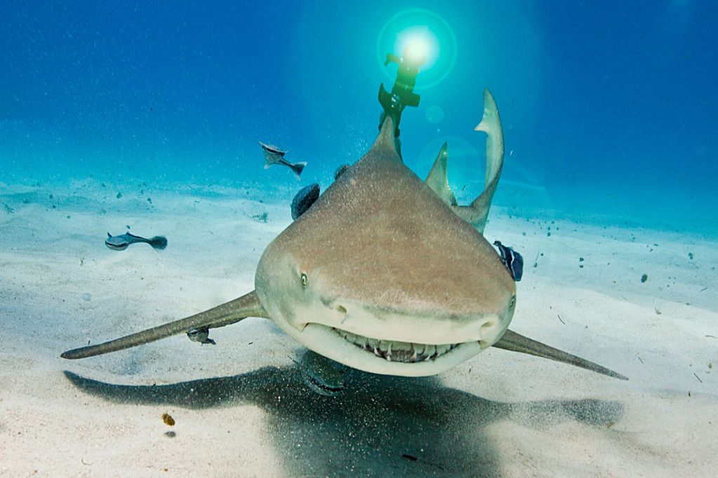  photo laser-shark-1.jpg