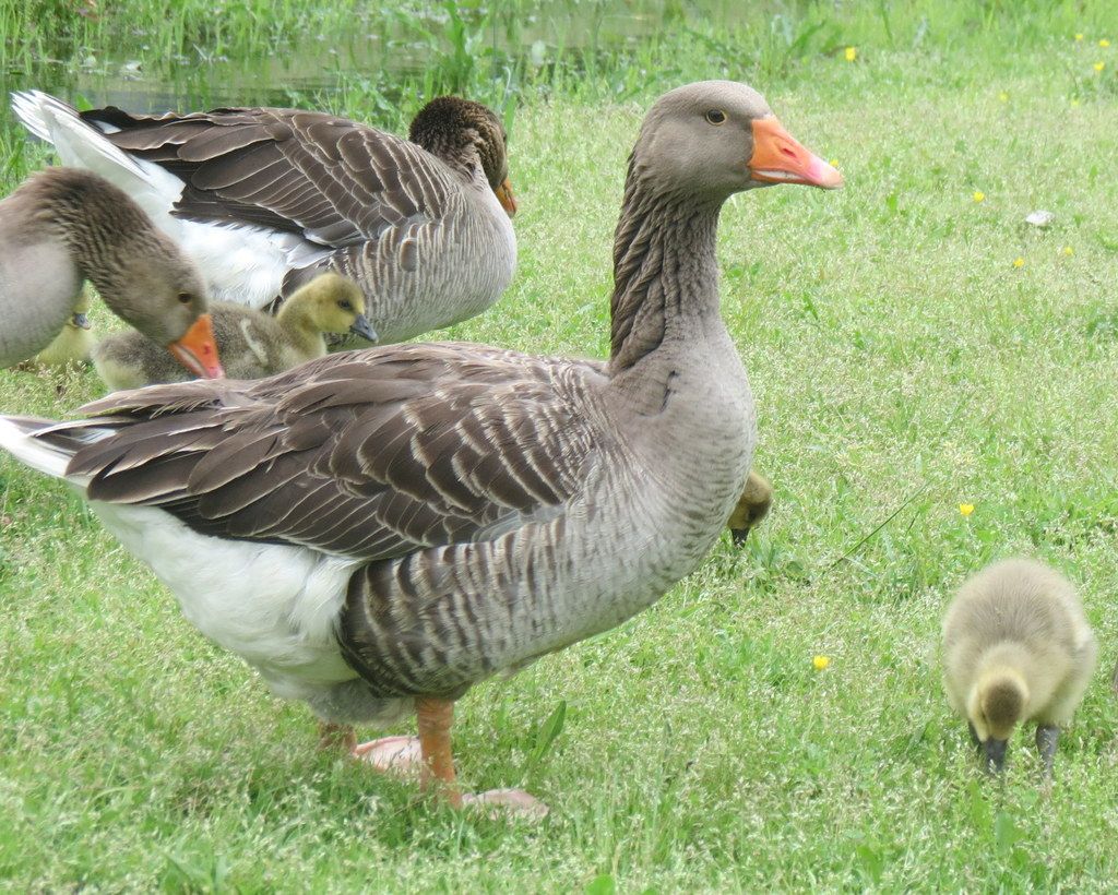  photo geese_zpsotoettko.jpg