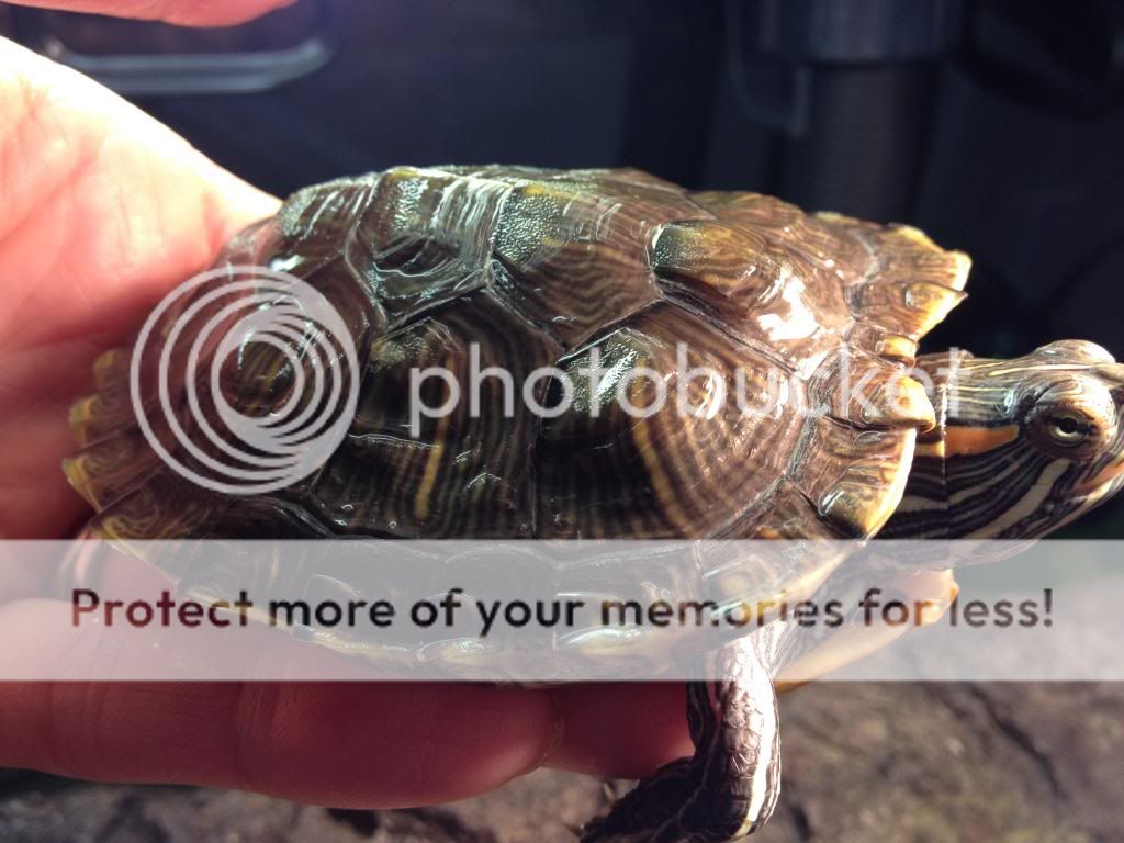 Bumpy shell - General Turtle Discussions - Turtle Forum